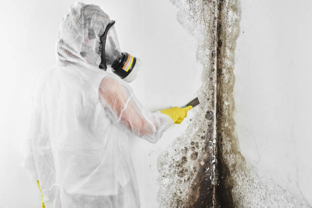 Attic Mold Removal in Holley, FL