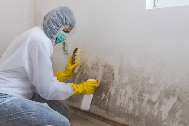 Best Mold Remediation  in Holley, FL