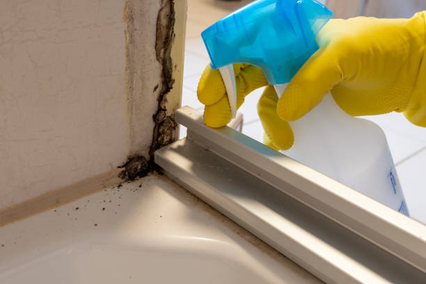 Professional Mold Removal in Holley, FL