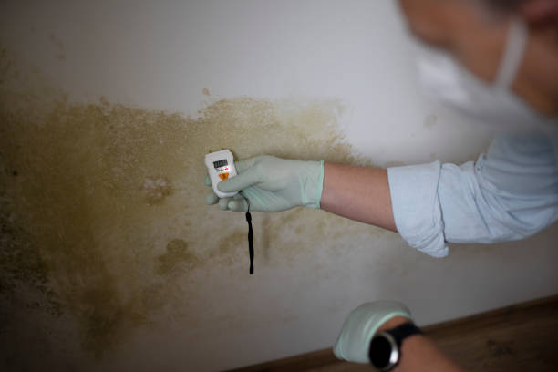 Certified Mold Removal in Holley, FL