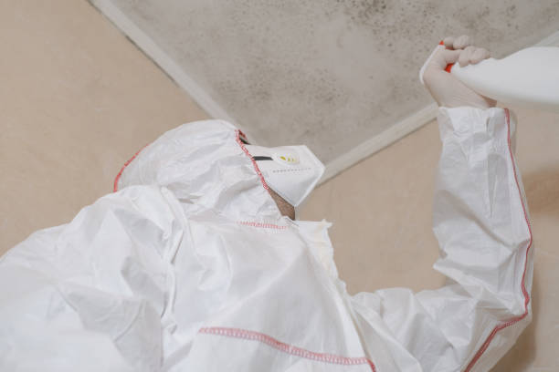 Best Same-Day Mold Removal  in Holley, FL