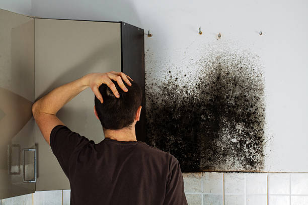 Best Emergency Mold Removal  in Holley, FL