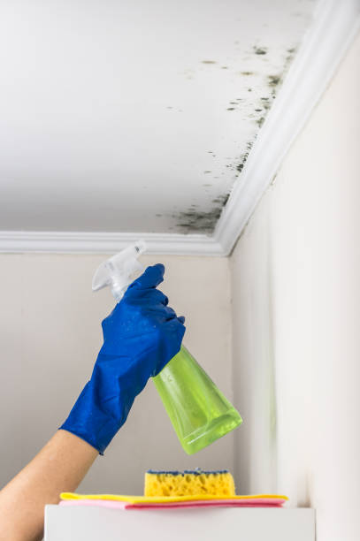 Best Same-Day Mold Removal  in Holley, FL